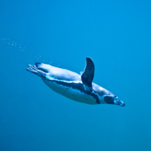 buceo en algarrobo