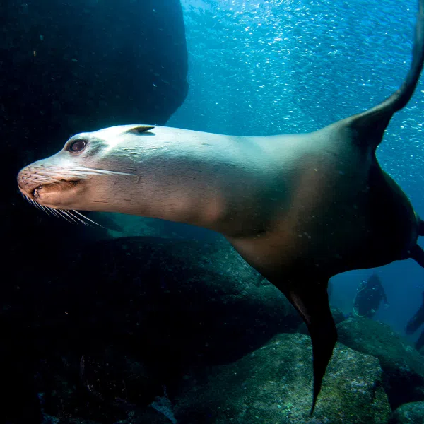 buceo en los molles