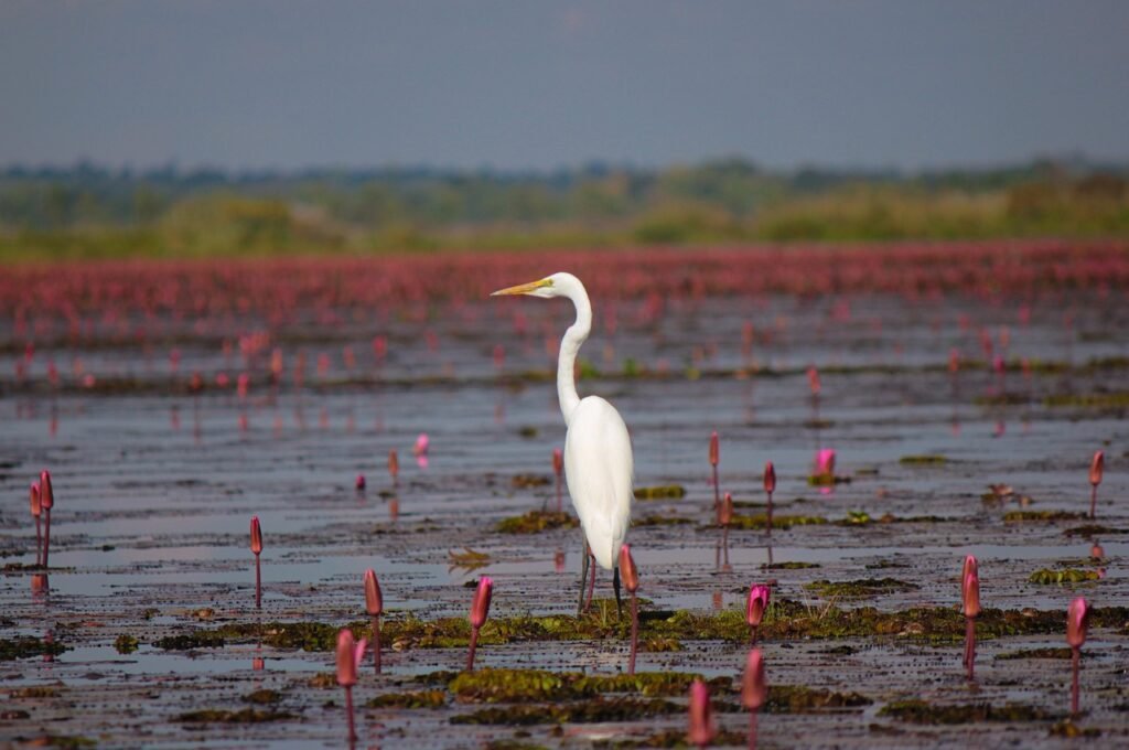 great egret, bird, wetland, red lotus, water lilies, buds, pond, animal, egret, plumage, wildlife, nature, birdwatching