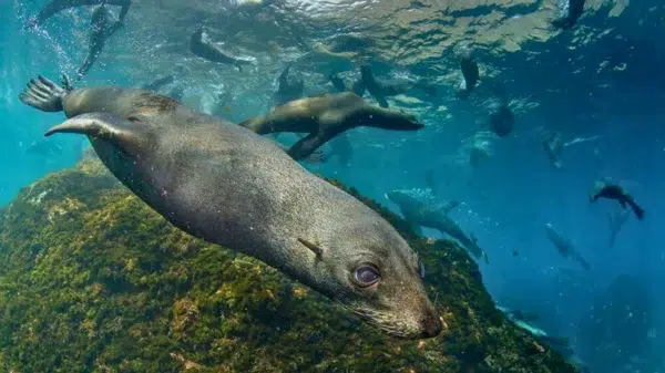 Reserva expedición Archipiélago de Juan Fernández / CaneoDivers - Imagen 2