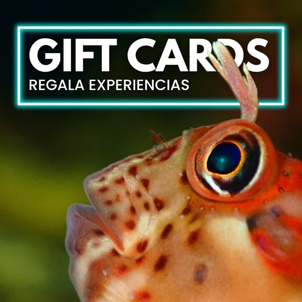 GiftCards CaneoDivers