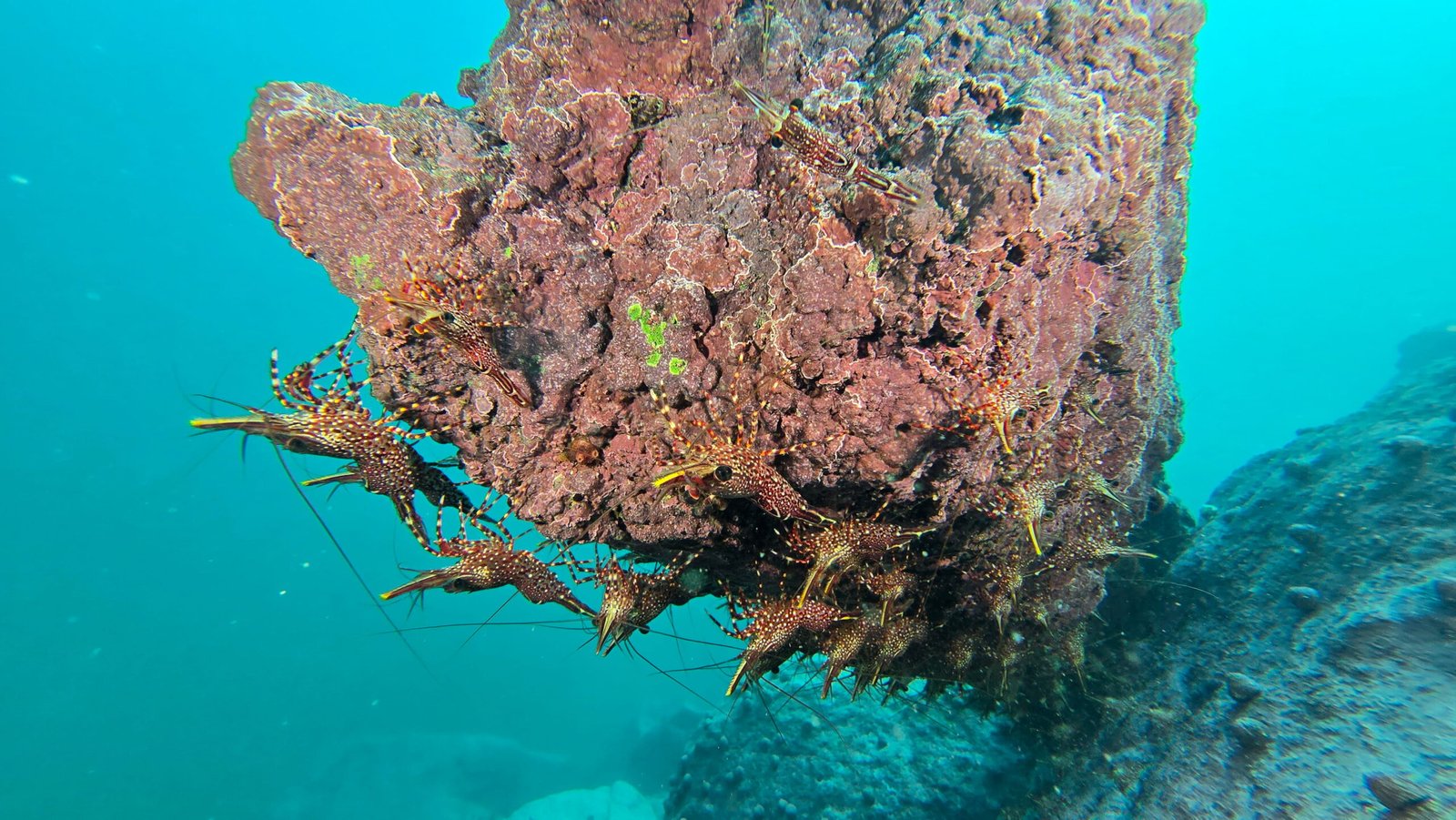 Salida de buceo organizada en la costa central