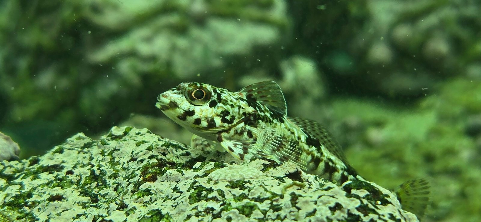 Grupo preparado para una salida de buceo