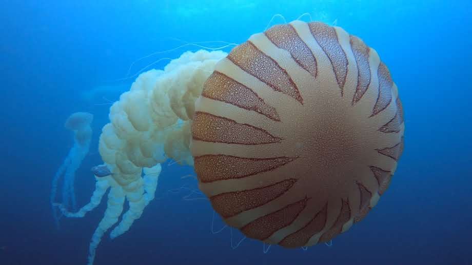 Experiencia de buceo para principiantes en la costa central de Chile