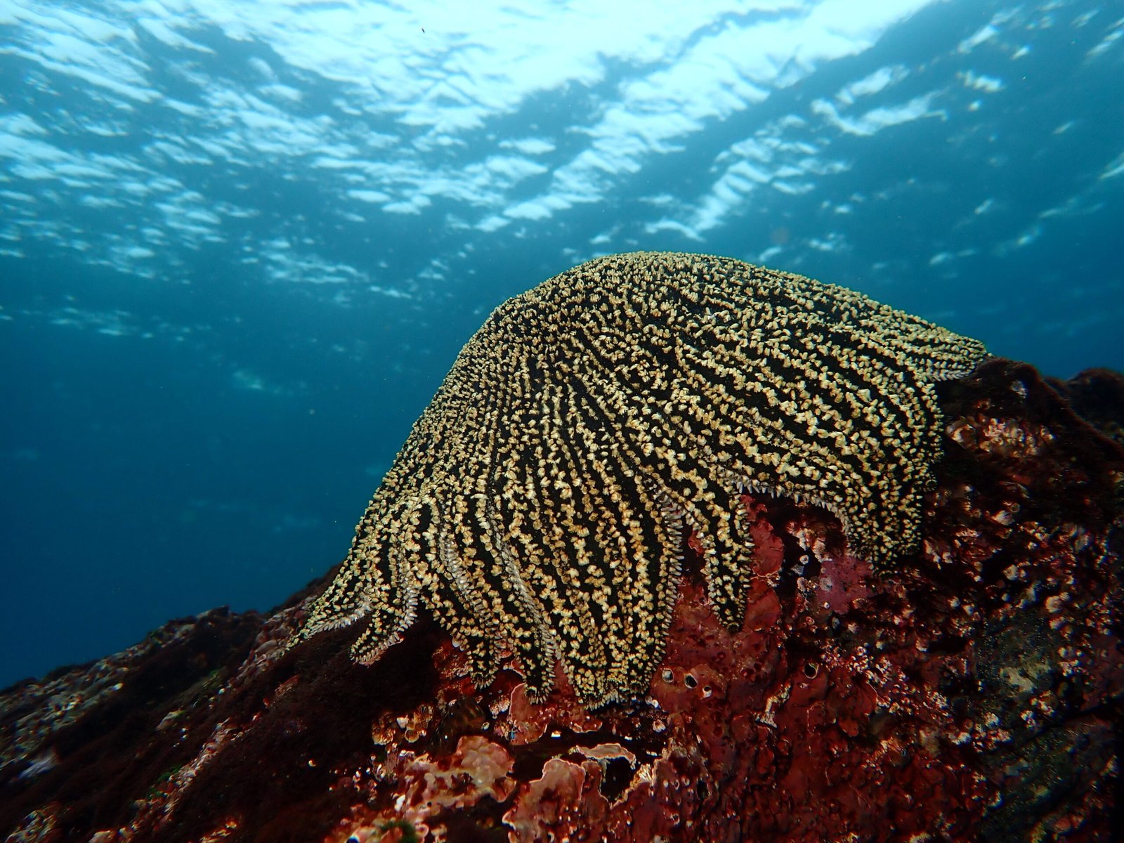 Experiencia de buceo recreativo con CaneoDivers