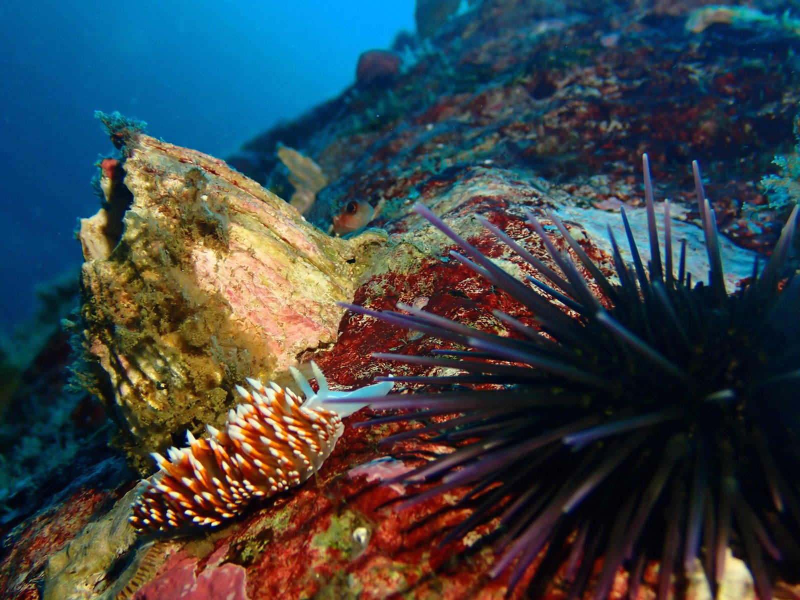 Buzo explorando fondos rocosos durante una salida de buceo